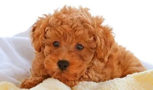 狗狗得了角膜炎如何治療