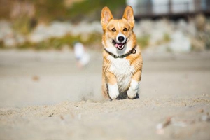 柯基犬發(fā)情期癥狀