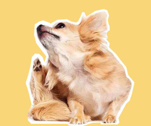 狗狗濕疹怎么辦