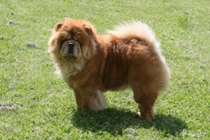 發(fā)情松獅什么表現(xiàn)