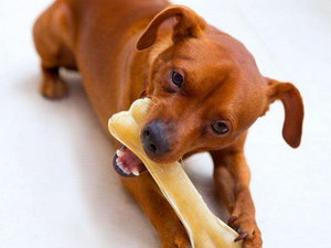 小狗吃骨頭嘔吐怎么辦