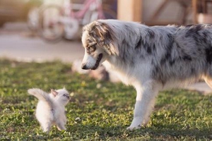 狗狗發(fā)情期該注意事項