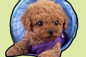 泰迪狗怎么訓(xùn)練大小便