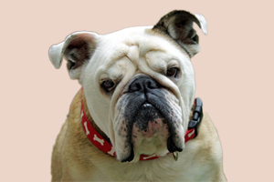 英斗犬什么時候發(fā)情