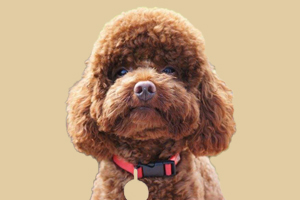 泰迪犬什么時間發(fā)情