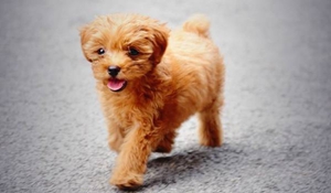 寵物狗皮膚病種類有哪些