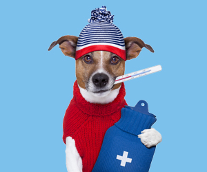 小狗發(fā)燒的癥狀有哪些