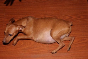 小鹿犬發(fā)情什么表現(xiàn)