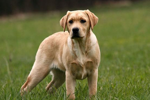 如何給拉布拉多接生