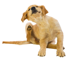 犬疥螨病怎么治療