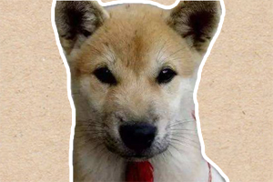 土狗怎么訓(xùn)練才聽話