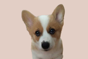 柯基犬什么時(shí)候交配好