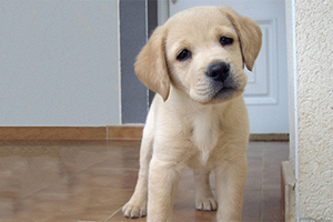 拉布拉多幼犬怎么訓(xùn)練上廁所