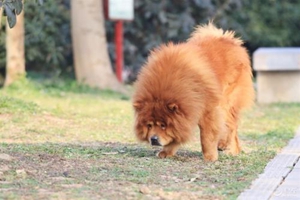 松獅發(fā)情怎么辦