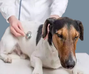 犬瘟熱初期怎么治療