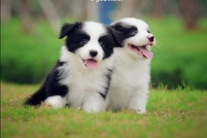 邊牧怎么讓它不叫