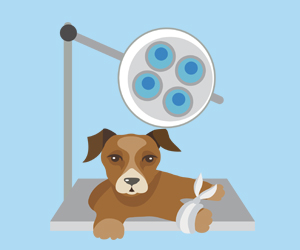 細(xì)小病毒怎么治療