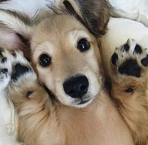 狗狗趾間炎怎么治療