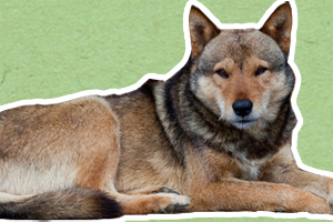 土狗怎么訓(xùn)練打獵