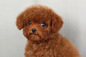 泰迪什么時間能配種