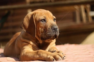 狗狗配種懷孕特征