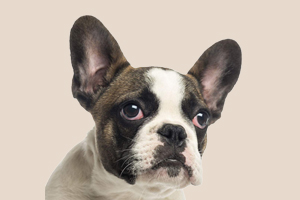 法斗發(fā)情期什么時候