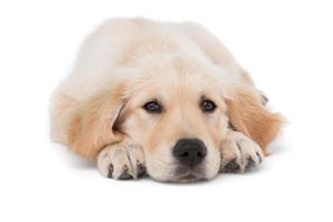 狗狗發(fā)情怎么讓他緩解