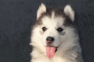 阿拉斯加太鬧騰怎么辦