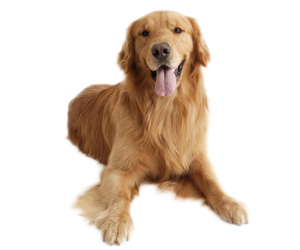 金毛尿頻怎么辦