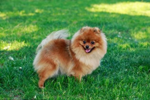 博美生產(chǎn)后注意事項