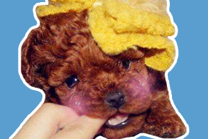 泰迪奶狗怎么馴養(yǎng)