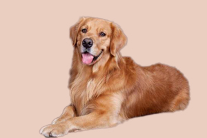 金毛犬產(chǎn)后吃什么食物