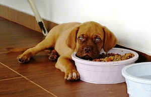 狗狗鉤蟲病的癥狀介紹