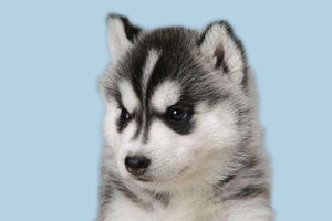 怎么教哈士奇定點(diǎn)大小便