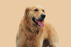 如何給金毛接生