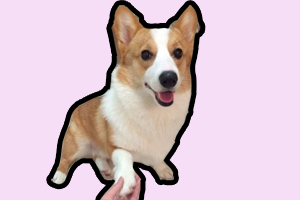 訓(xùn)練小狗握手怎么訓(xùn)