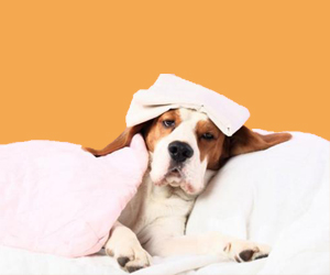 狗瘟的治療方法