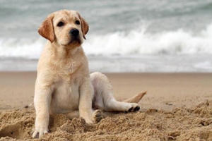 發(fā)情的拉布拉多怎么辦