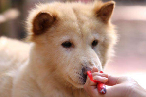 土狗握手如何訓(xùn)練