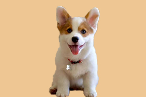 柯基犬什么時(shí)候來月經(jīng)