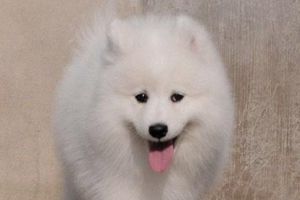 薩摩耶太調(diào)皮怎么辦