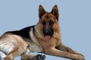 德牧什么時(shí)間配種