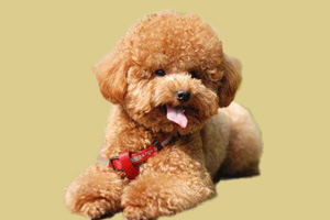 泰迪發(fā)情什么時候交配