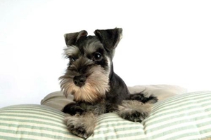 怎樣讓狗狗不懷孕