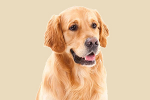 金毛發(fā)情怎么辦