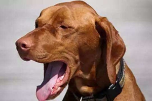 犬窩咳吃什么藥