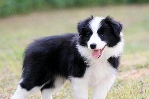 邊牧發(fā)情期要注意事項