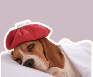 狗狗感冒的癥狀