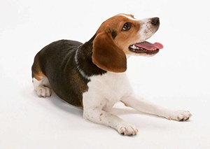 被狗狗咬了沒出血怎么辦