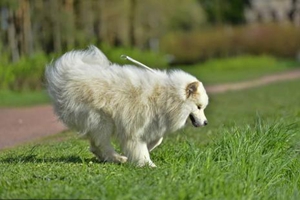 薩摩耶生寶寶注意事項(xiàng)